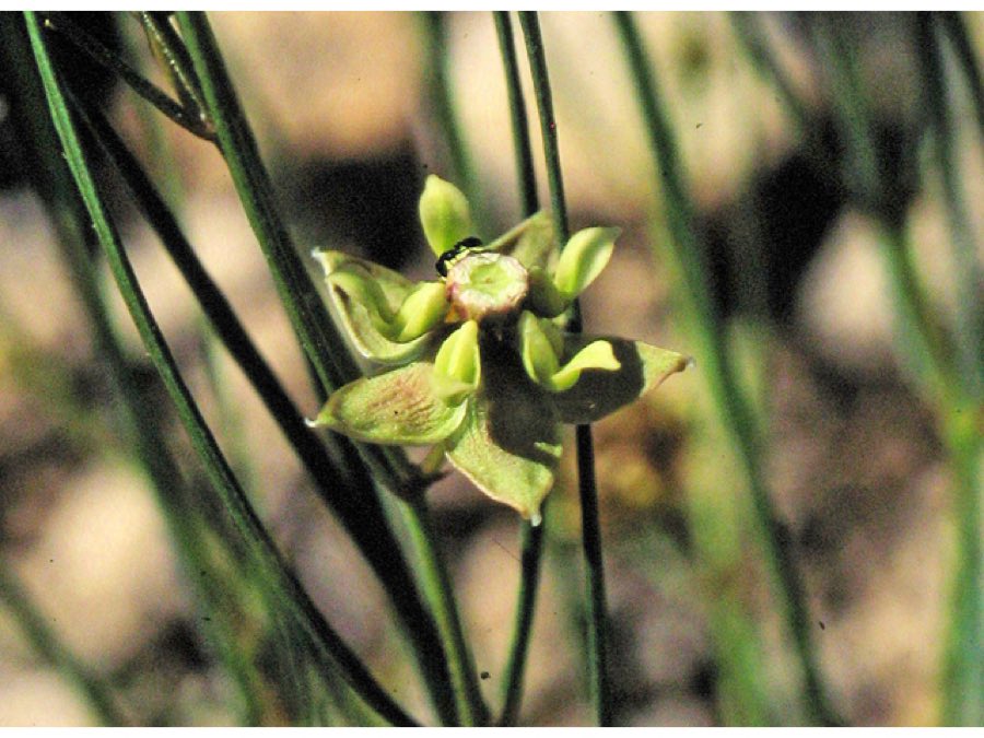 Sperry’s Milkweed (Asclepias sperryi). Asclepias sperryi in flower