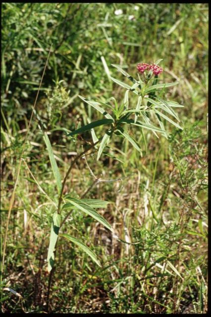 Swamp Milkweed (Asclepias incarnata). Asclepias incarnata 4-eheep (5097804326)