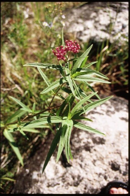 Swamp Milkweed (Asclepias incarnata). Asclepias incarnata 3-eheep (5097206621)