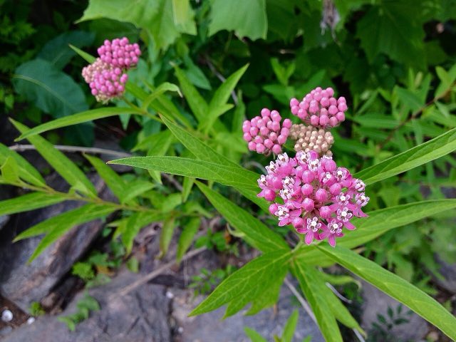 Swamp Milkweed (Asclepias incarnata). Asclepias incarnata - Swamp Milkweed