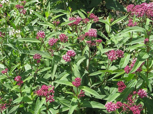Swamp Milkweed (Asclepias incarnata). Asclepias incarnata (20617060945)