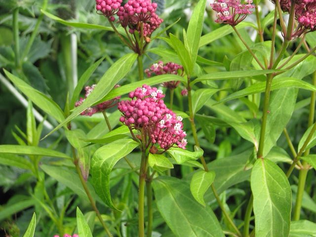 Swamp Milkweed (Asclepias incarnata). Asclepias incarnata - Flickr - peganum (1)