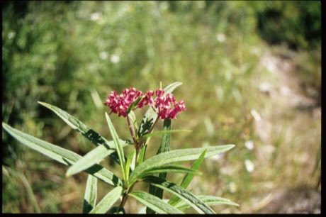 Swamp Milkweed (Asclepias incarnata) in flower
