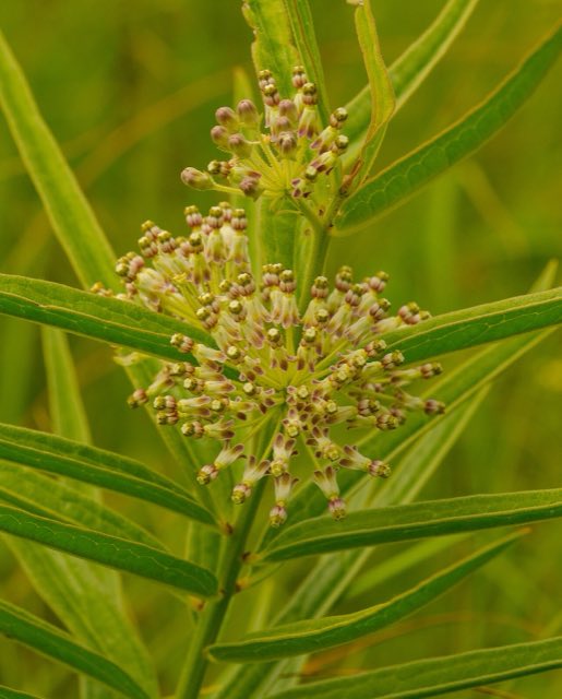 Tall Green Milkweed (Asclepias hirtella). Tall Green Milkweed (Asclepias hirtella) - Flickr - wackybadger (1)