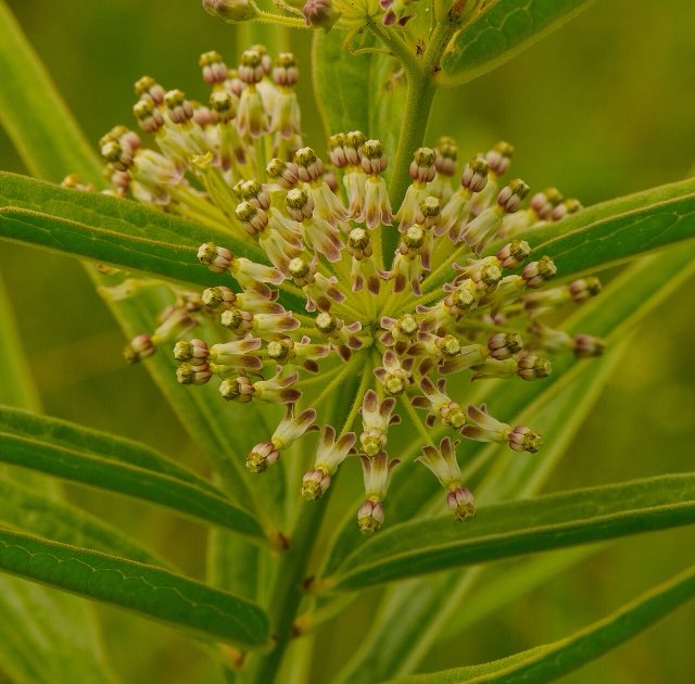 Tall Green Milkweed (Asclepias hirtella). Tall Green Milkweed (Asclepias hirtella) - Flickr - wackybadger (2)