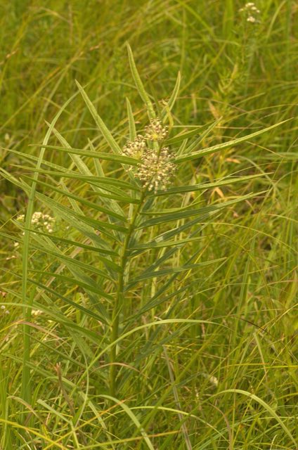Tall Green Milkweed (Asclepias hirtella). Tall Green Milkweed (Asclepias hirtella) - 14789079055