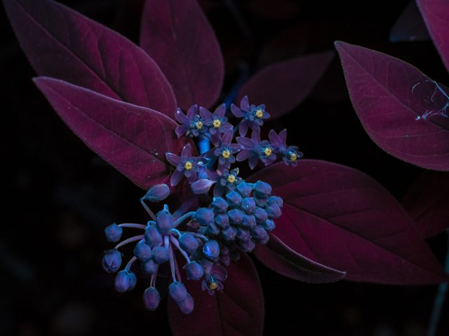Texas Milkweed (Asclepias texana). Texas Milkweed photographed in Travis County, US-TX, US