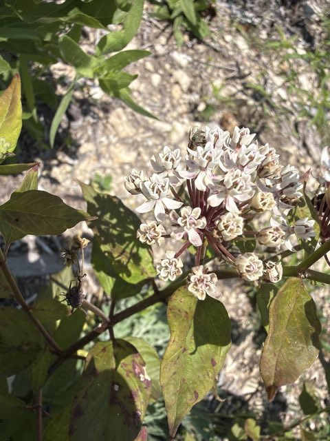 Texas Milkweed (Asclepias texana). Texas Milkweed photographed in Burnet County, US-TX, US