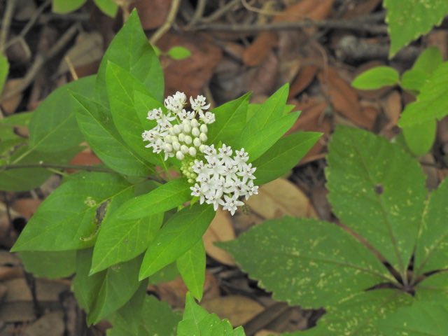 Texas Milkweed (Asclepias texana). Texas Milkweed photographed in Boerne, TX 78006, USA