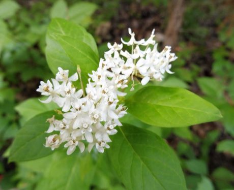 Texas Milkweed (Asclepias texana) in flower