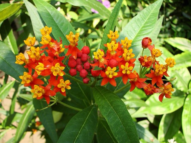 Tropical Milkweed (Asclepias curassavica). Asclepias curassavica (BG Zurich)-01