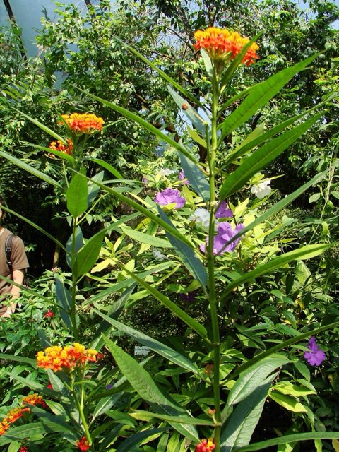 Tropical Milkweed (Asclepias curassavica). Asclepias curassavica (BG Zurich)-02