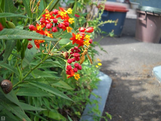 Tropical Milkweed (Asclepias curassavica). Asclepias curassavica (5461131441)