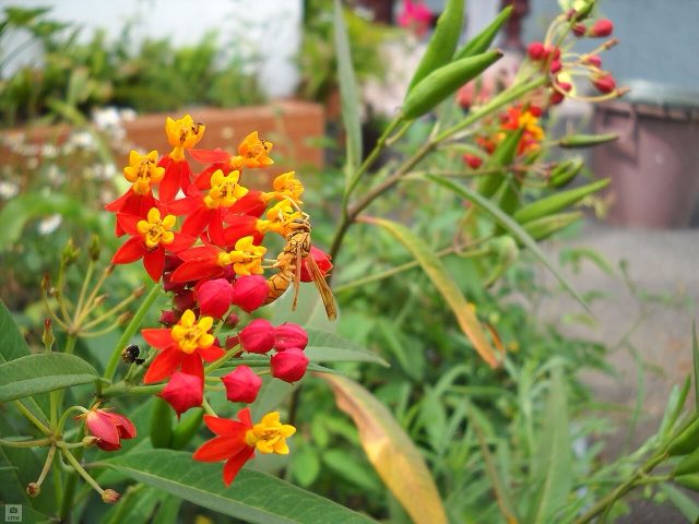 Tropical Milkweed (Asclepias curassavica). Asclepias curassavica (5461132859)