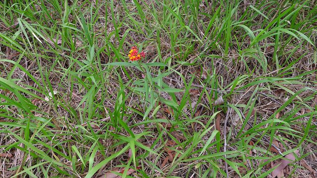 Tropical Milkweed (Asclepias curassavica). Asclepias curassavica (15932169749)