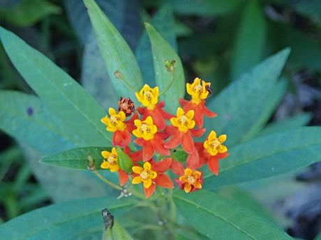 Tropical Milkweed (Asclepias curassavica) in flower