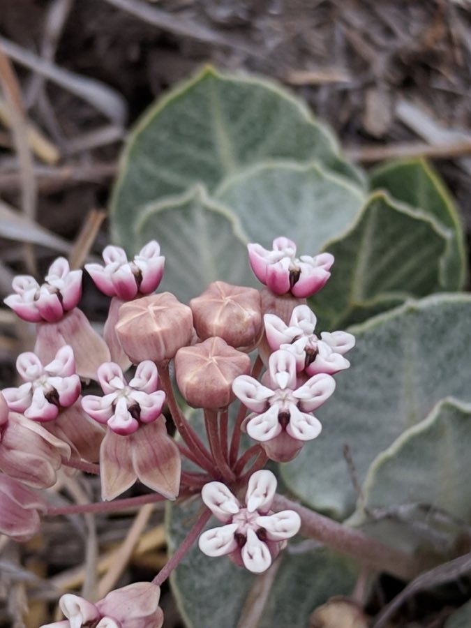 Tufted Milkweed (Asclepias nummularia). Tufted Milkweed photographed in Old CCC Trail, Fort Davis, TX 79734, USA