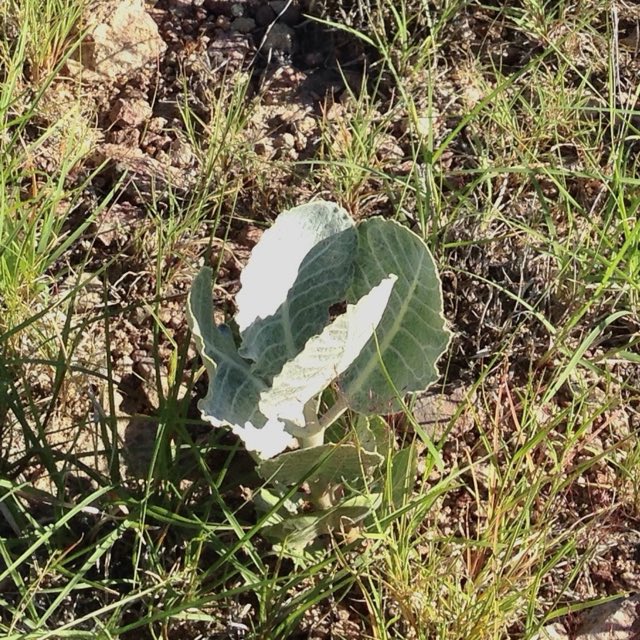 Tufted Milkweed (Asclepias nummularia). Tufted Milkweed photographed in Santa Cruz County, AZ, USA