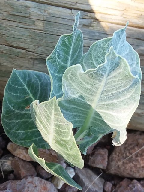 Tufted Milkweed (Asclepias nummularia). Tufted Milkweed photographed in Fort Davis, TX 79734, USA