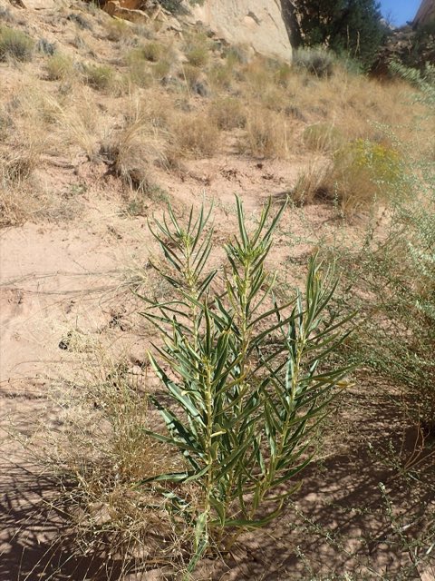 Utah Milkweed (Asclepias labriformis). Asclepias labriformis kz04