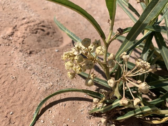 Utah Milkweed (Asclepias labriformis). Utah Milkweed photographed in Burro Wash Trail, Teasdale, UT, US