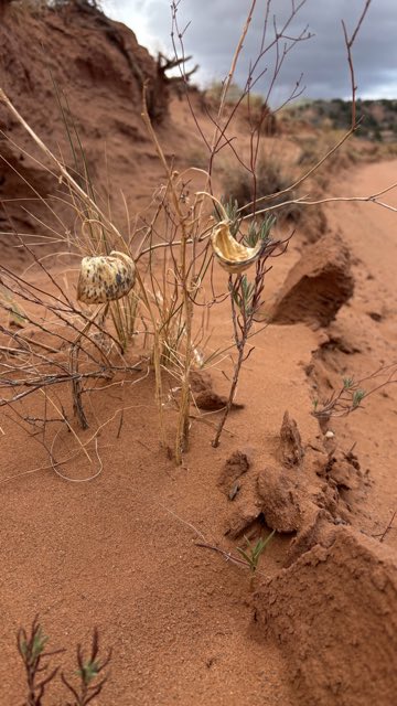 Utah Milkweed (Asclepias labriformis). Utah Milkweed photographed in Cathedral Rd, Torrey, UT, US