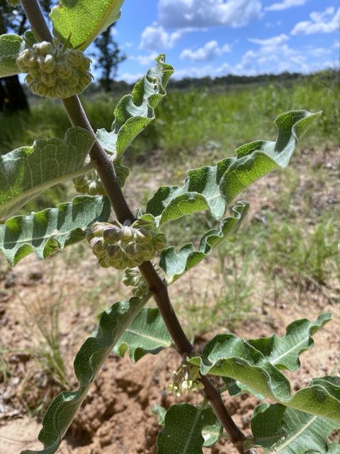 Velvetleaf Milkweed (Asclepias tomentosa). Asclepias tomentosa (2021)