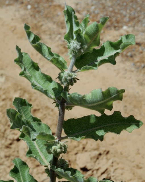 Velvetleaf Milkweed (Asclepias tomentosa). Asclepias tomentosa - 51300185880