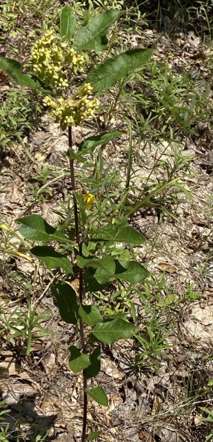 Velvetleaf Milkweed (Asclepias tomentosa). Asclepias tomentosa 1
