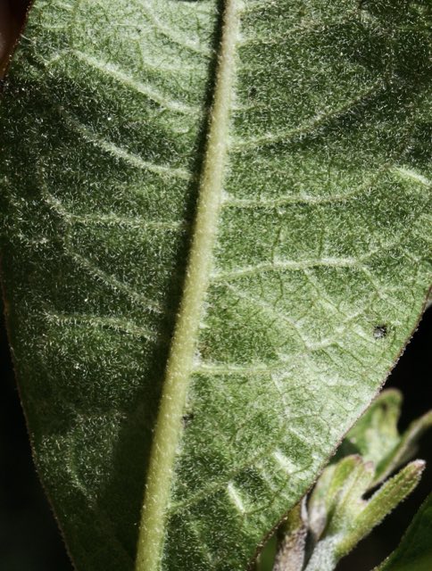 Velvetleaf Milkweed (Asclepias tomentosa). Asclepias tomentosa - 53812508572