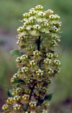 Velvetleaf Milkweed (Asclepias tomentosa) in flower