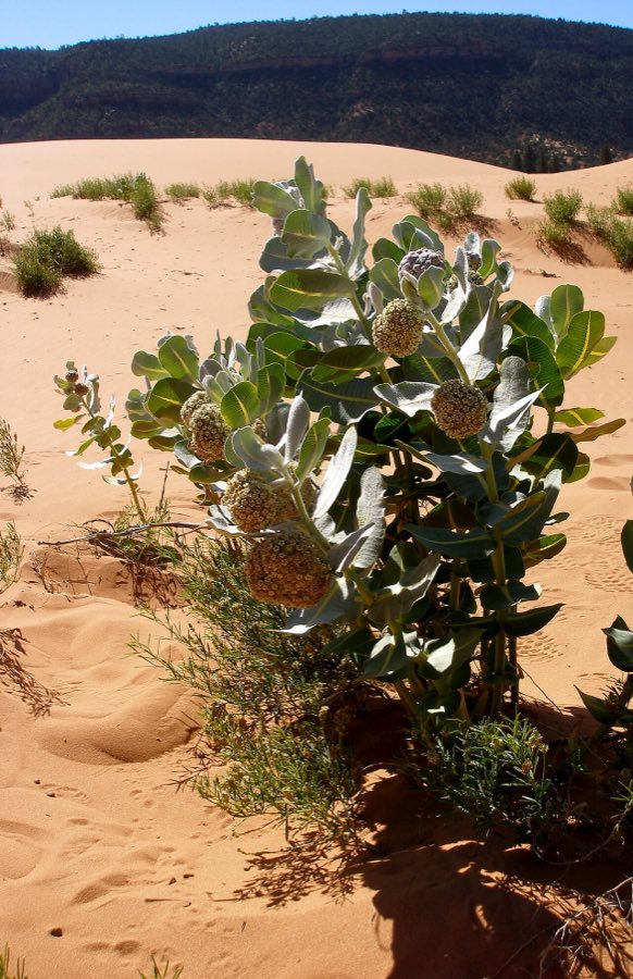 Welsh’s Milkweed (Asclepias welshii). Welsh milkweed (Asclepias welshii) Habitat (6307381392)