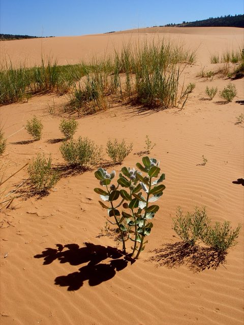 Welsh’s Milkweed (Asclepias welshii). Welsh milkweed (Asclepias welshii) Habitat (6307382808)