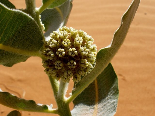Welsh’s Milkweed (Asclepias welshii). Asclepias welshii