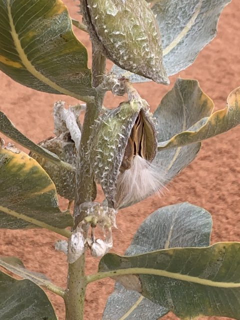 Welsh’s Milkweed (Asclepias welshii). Welsh’s Milkweed photographed in United States
