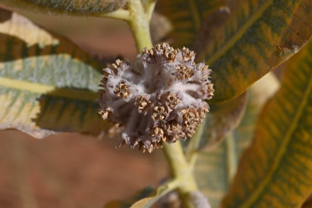 Welsh’s Milkweed (Asclepias welshii). Welsh’s Milkweed photographed in Kane County, UT, USA