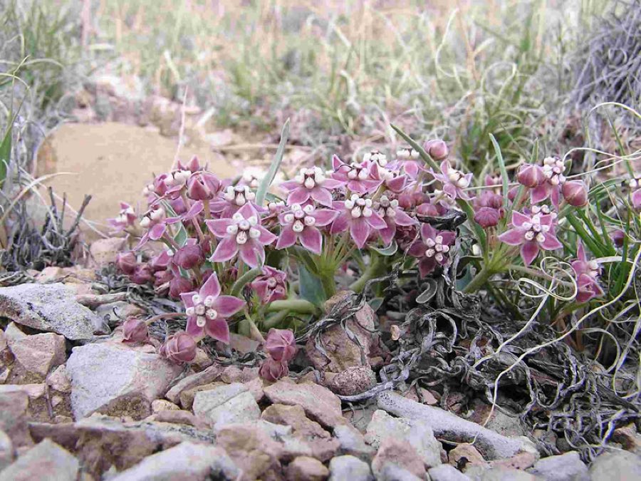 Wheel Milkweed (Asclepias uncialis). Asclepias uncialis lg