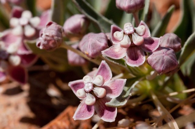 Wheel Milkweed (Asclepias uncialis). Asclepias uncialis - Flickr - aspidoscelis
