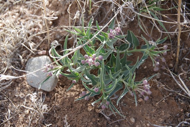 Wheel Milkweed (Asclepias uncialis). Wheel Milkweed photographed in Placitas, NM 87043, USA