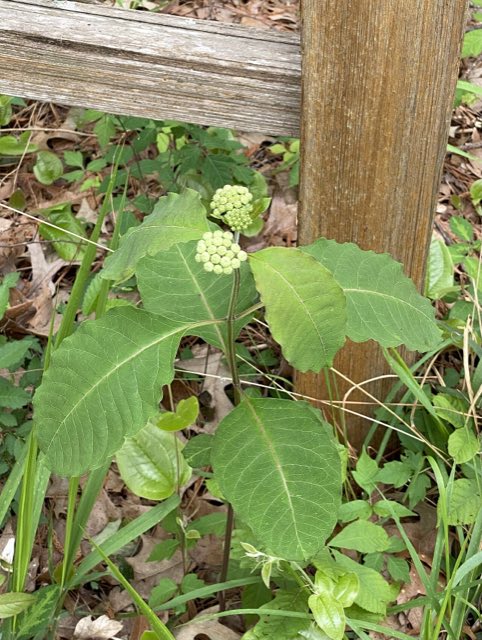 White Milkweed (Asclepias variegata). Asclepias variegata (2022)