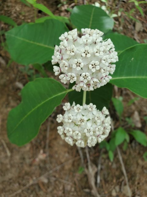 White Milkweed (Asclepias variegata). White Milkweed photographed in Allegany County, US-MD, US