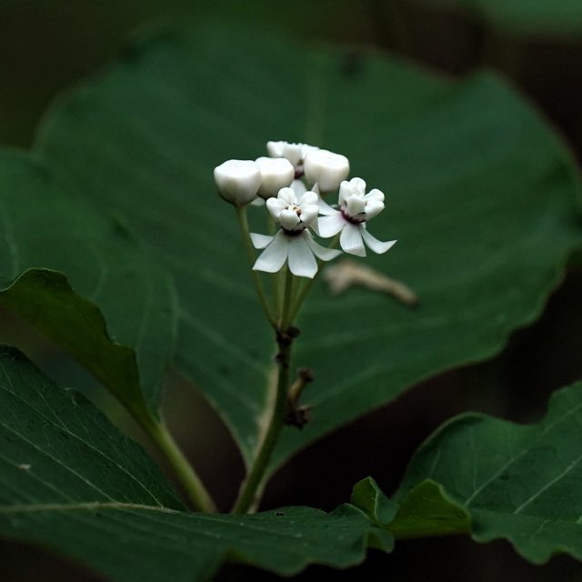 White Milkweed (Asclepias variegata). White Milkweed photographed in Indian Point Trail