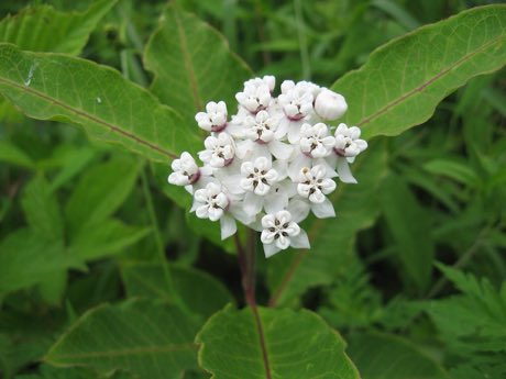 White Milkweed (Asclepias variegata) in flower