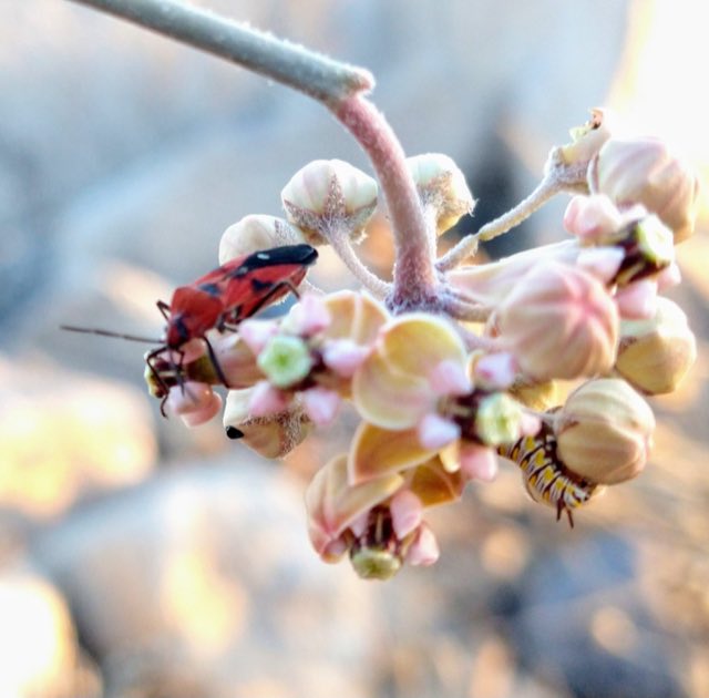 Whitestem Milkweed (Asclepias albicans). Whitestem Milkweed photographed in La Paz, MX-BS, MX