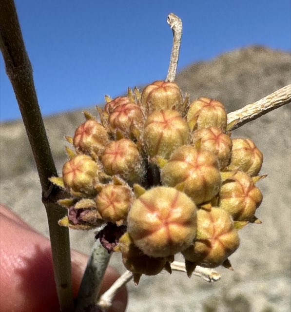 Whitestem Milkweed (Asclepias albicans). Whitestem Milkweed photographed in Indio, CA, US