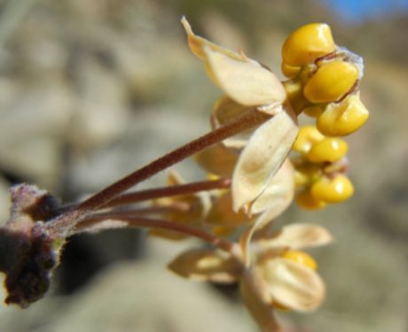 Whitestem Milkweed (Asclepias albicans) in flower