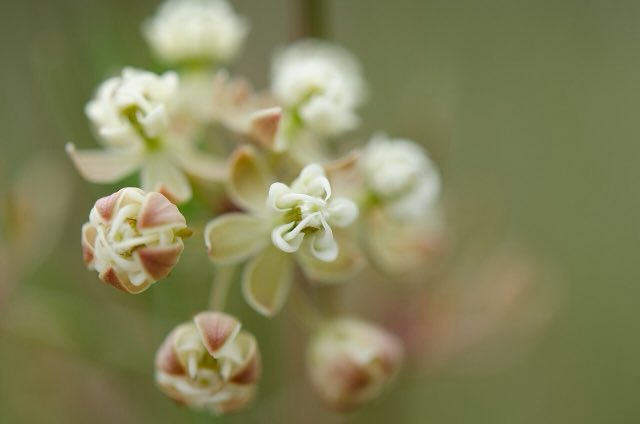 Whorled Milkweed (Asclepias verticillata). Asclepias verticillata flower cluster