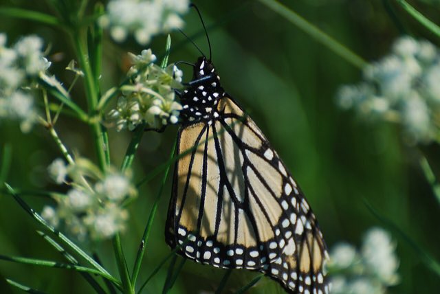 Whorled Milkweed (Asclepias verticillata). Monarch (Danaus plexippus) on Whorled Milkweed (Asclepias verticillata)