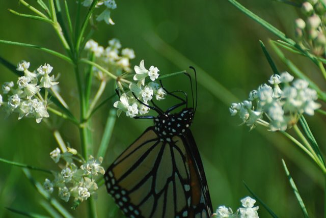 Whorled Milkweed (Asclepias verticillata). Monarch (Danaus plexippus) on Whorled Milkweed (Asclepias verticillata) - 6181540495