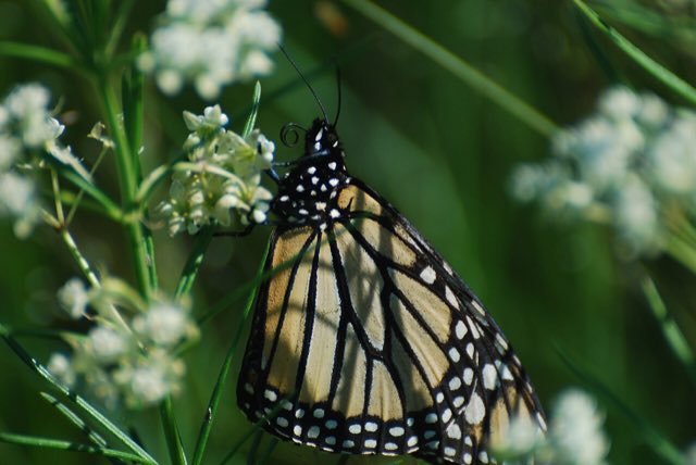 Whorled Milkweed (Asclepias verticillata). Monarch (Danaus plexippus) on Whorled Milkweed (Asclepias verticillata) - 6181545019